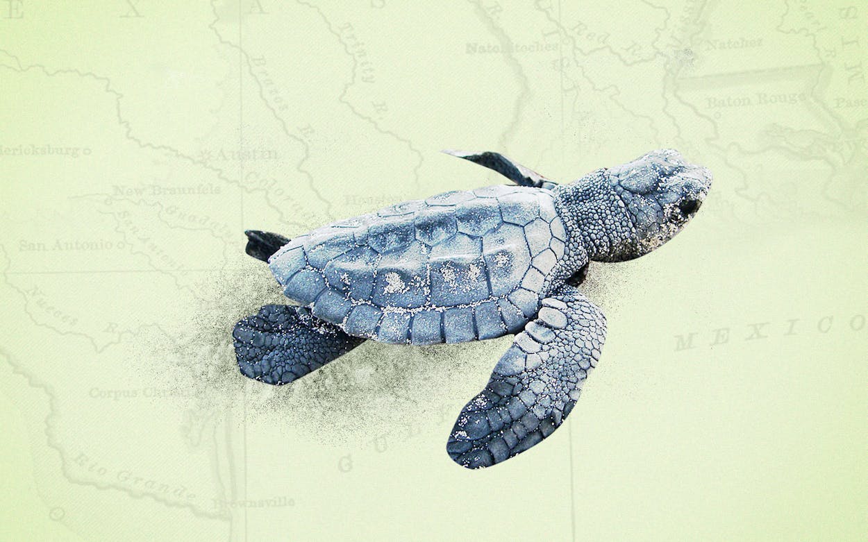 kemp-ridley-sea-turtles-north-padre-island-texas-illo