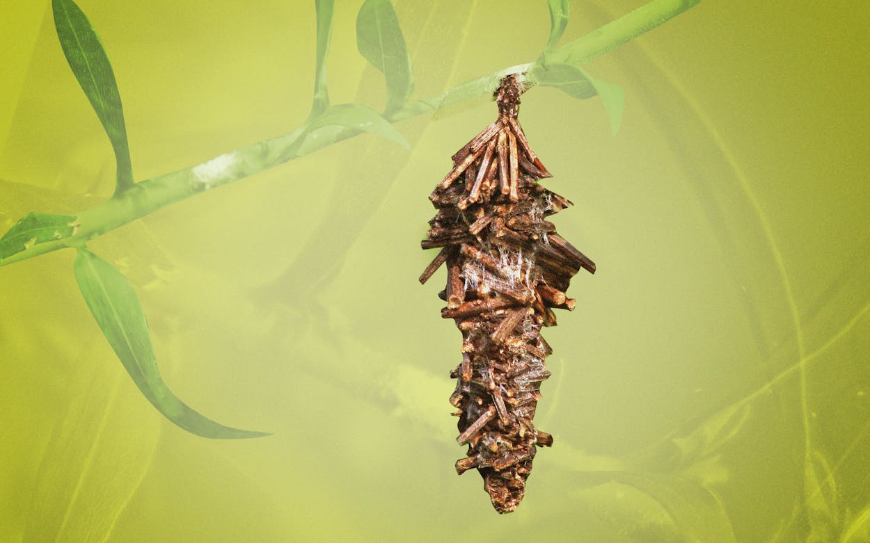Bagworm moth caterpillar inside it's hand-spun silk bag home adorned with small twigs.