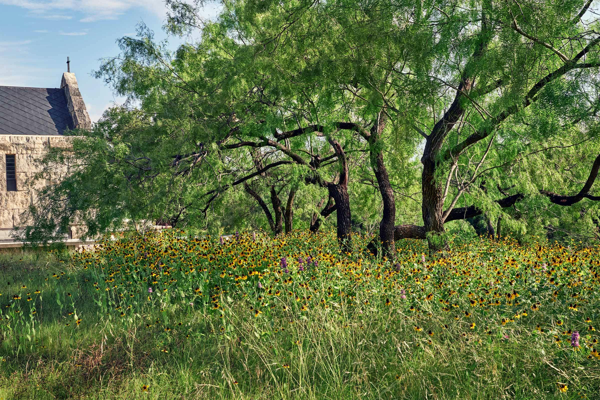 Wildflower meadow surrounding a tree. 