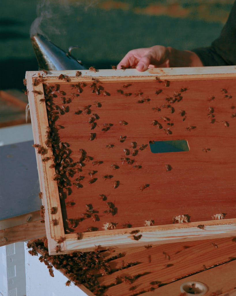 Bees gathered on a panel from one of Texas beekeeper Erika Thompson's hives. 