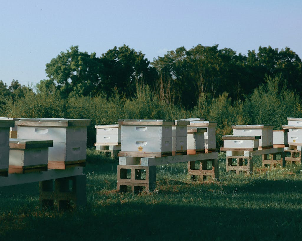 The hives in Texas beekeeper Erika Thompson's backyard apiary in Elgin.