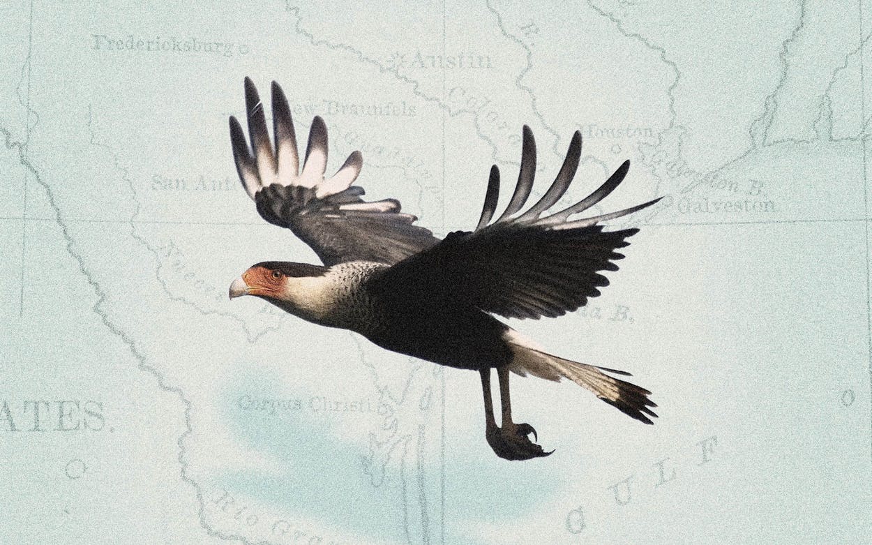 Illustration of a crested caracara flying over a map of Texas.