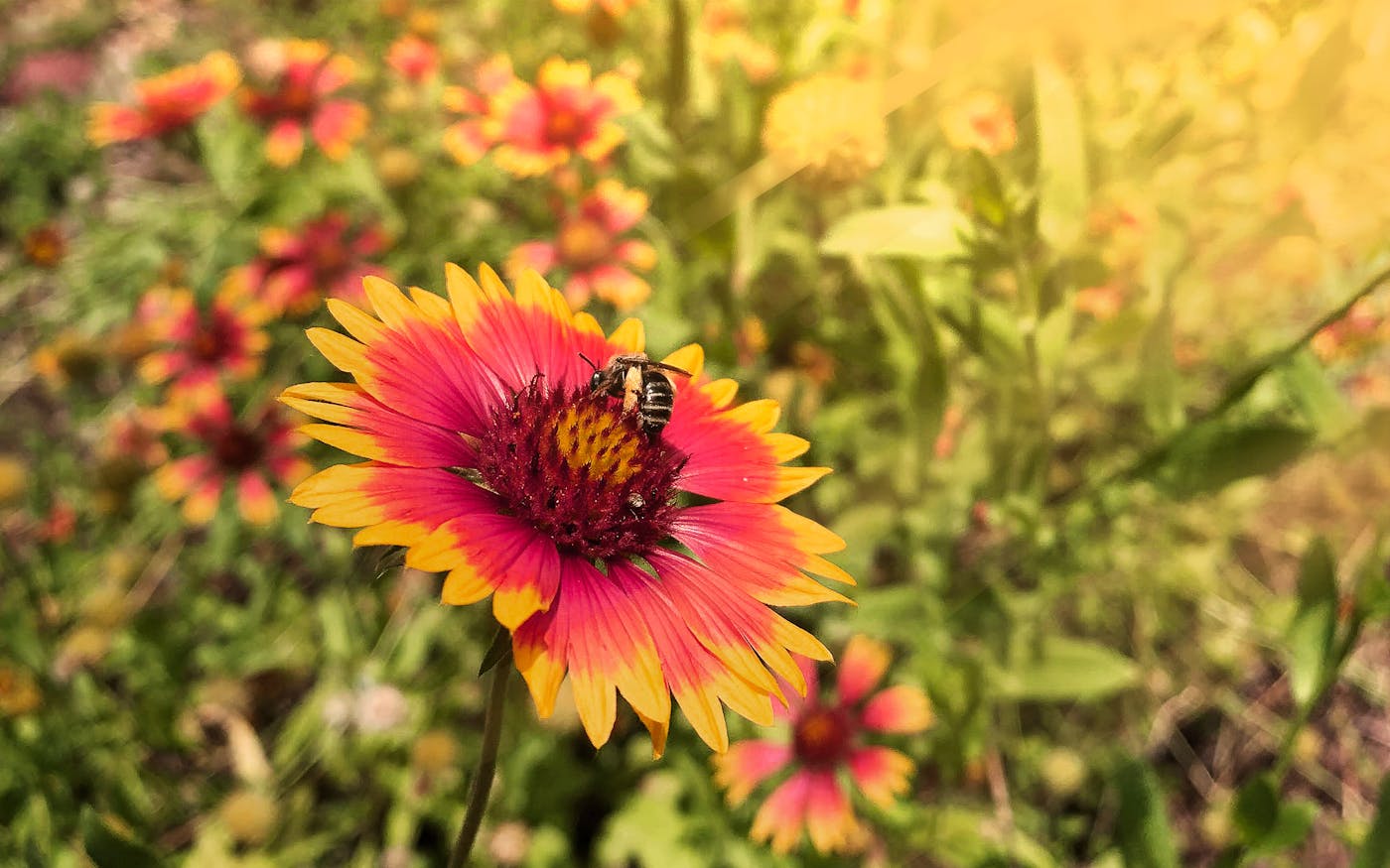 Now Is the Time to Plant Wildflowers in Texas. Here's How to Do It