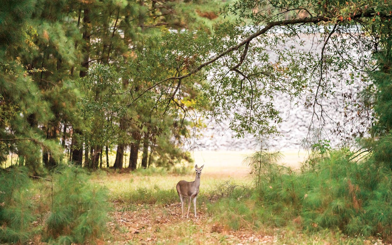 A whitetail doe at Lake o’ the Pines, where does and antlerless bucks can be hunted with bows or guns through mid-January.