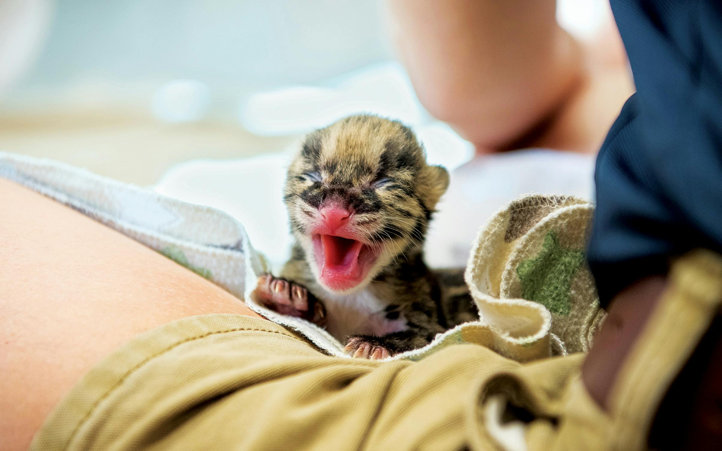 a clouded leopard cub at the Houston Zoo