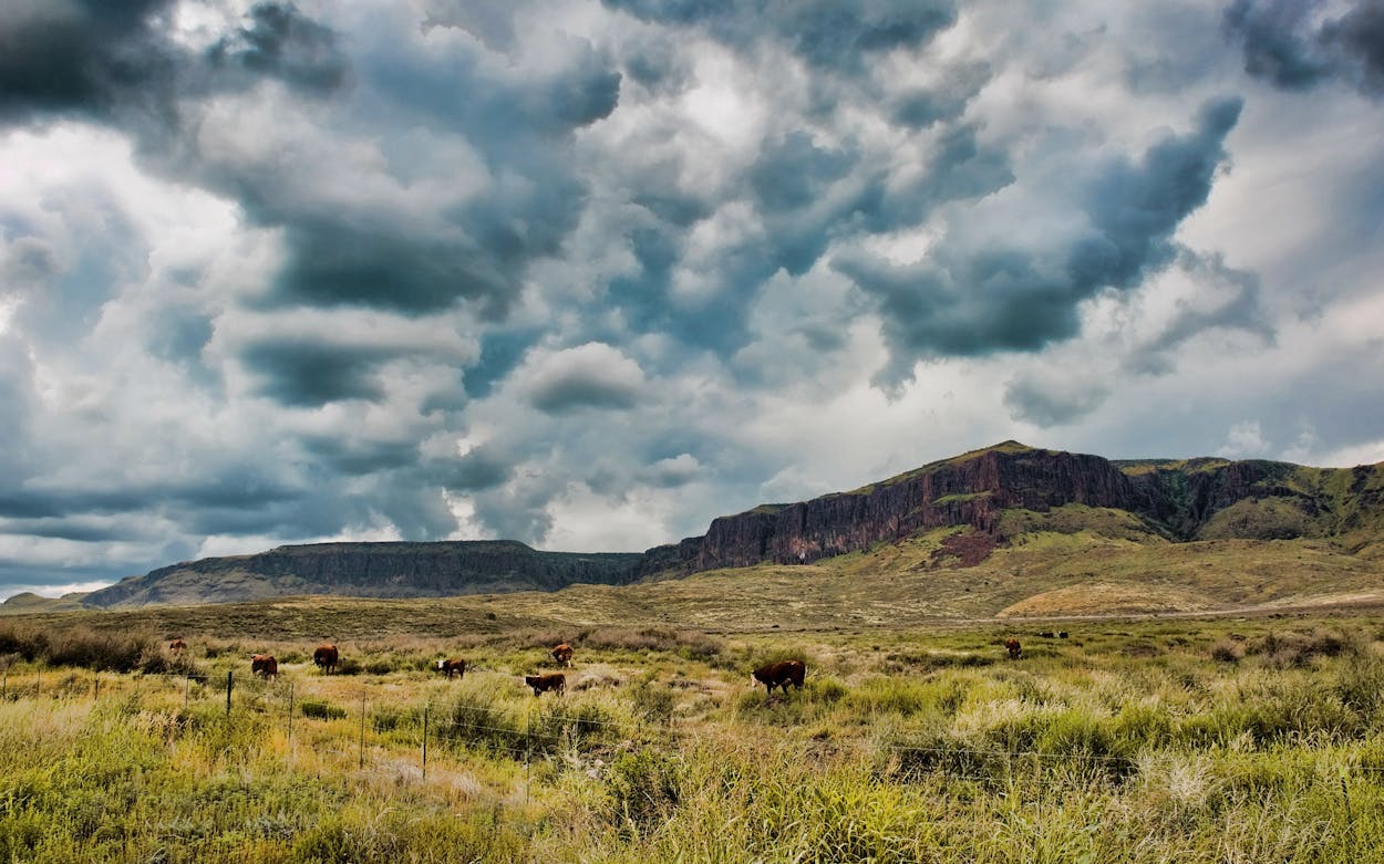 Cattle graze in a field below the Davis Mountains on TX-17 outside of the west Texas town of Balmorhea.