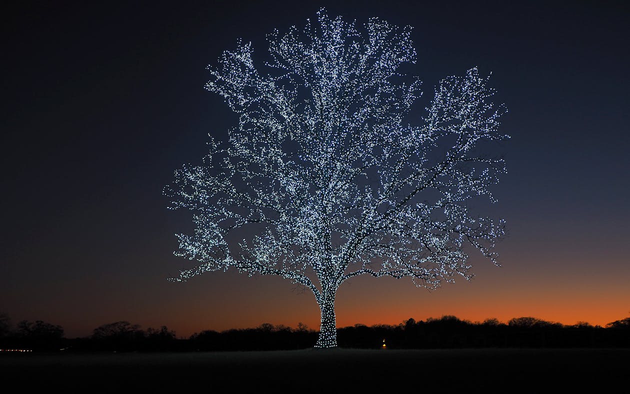 An Old Pecan Tree Is a Beacon of Hope at the Holidays Texas Monthly
