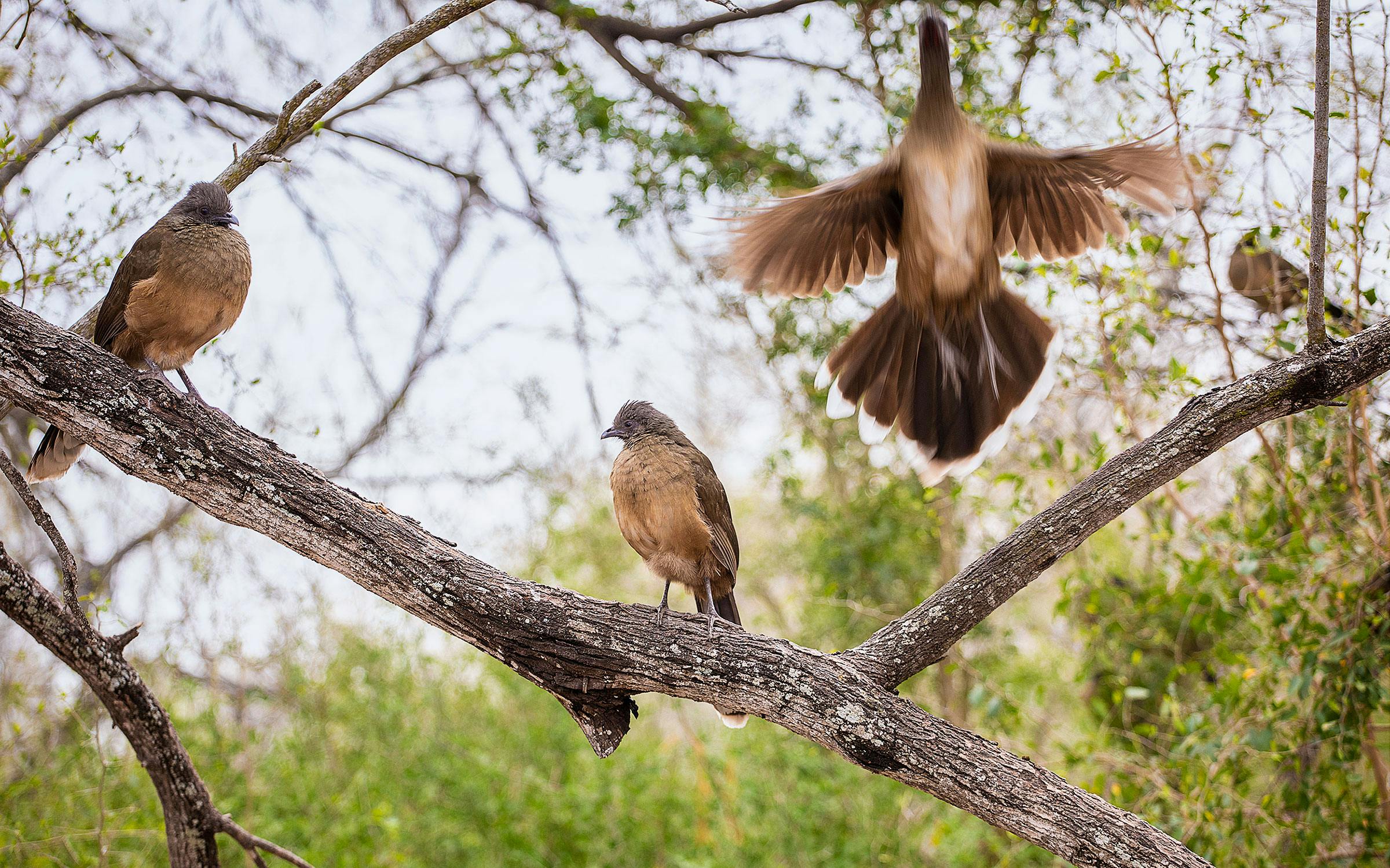 In Search Of The Chachalaca The Least Hunted Game Bird In Texas Texas Monthly