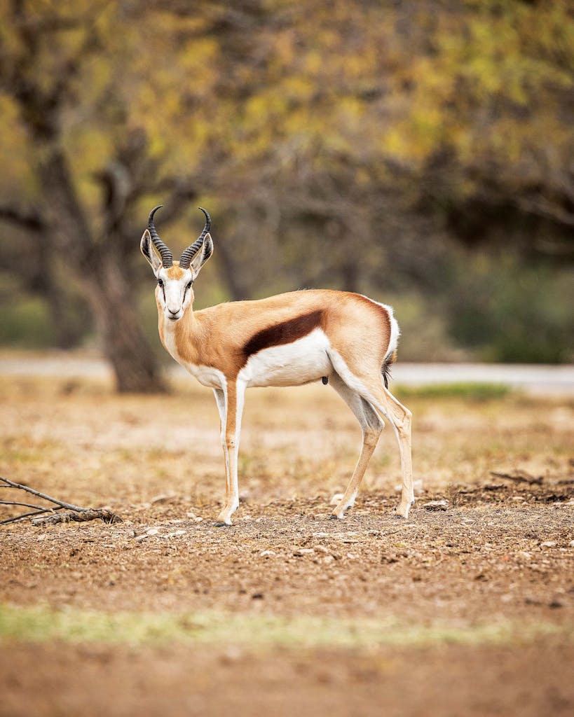 Exotic Hunting Texas: A springbok at Ox Ranch. 