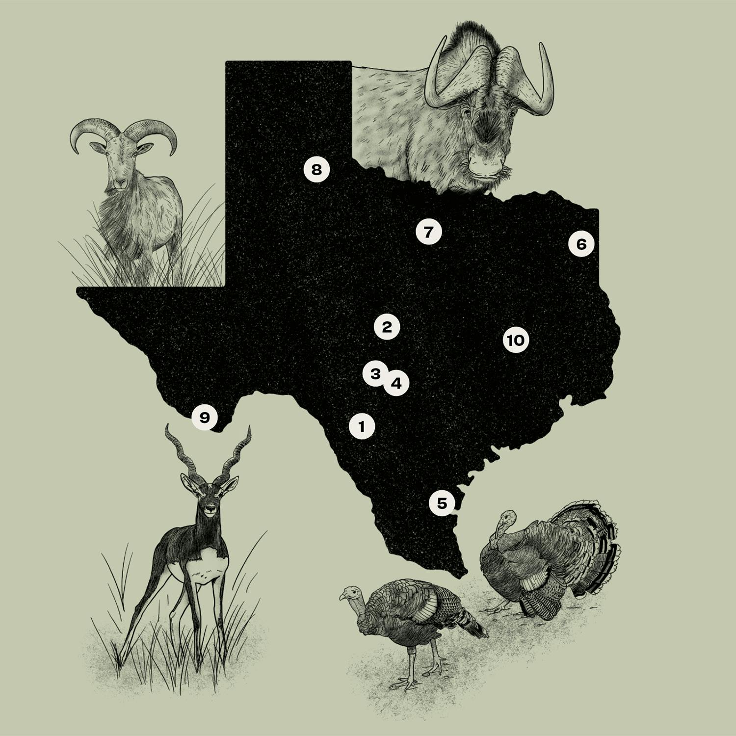 texas exotic hunting map
