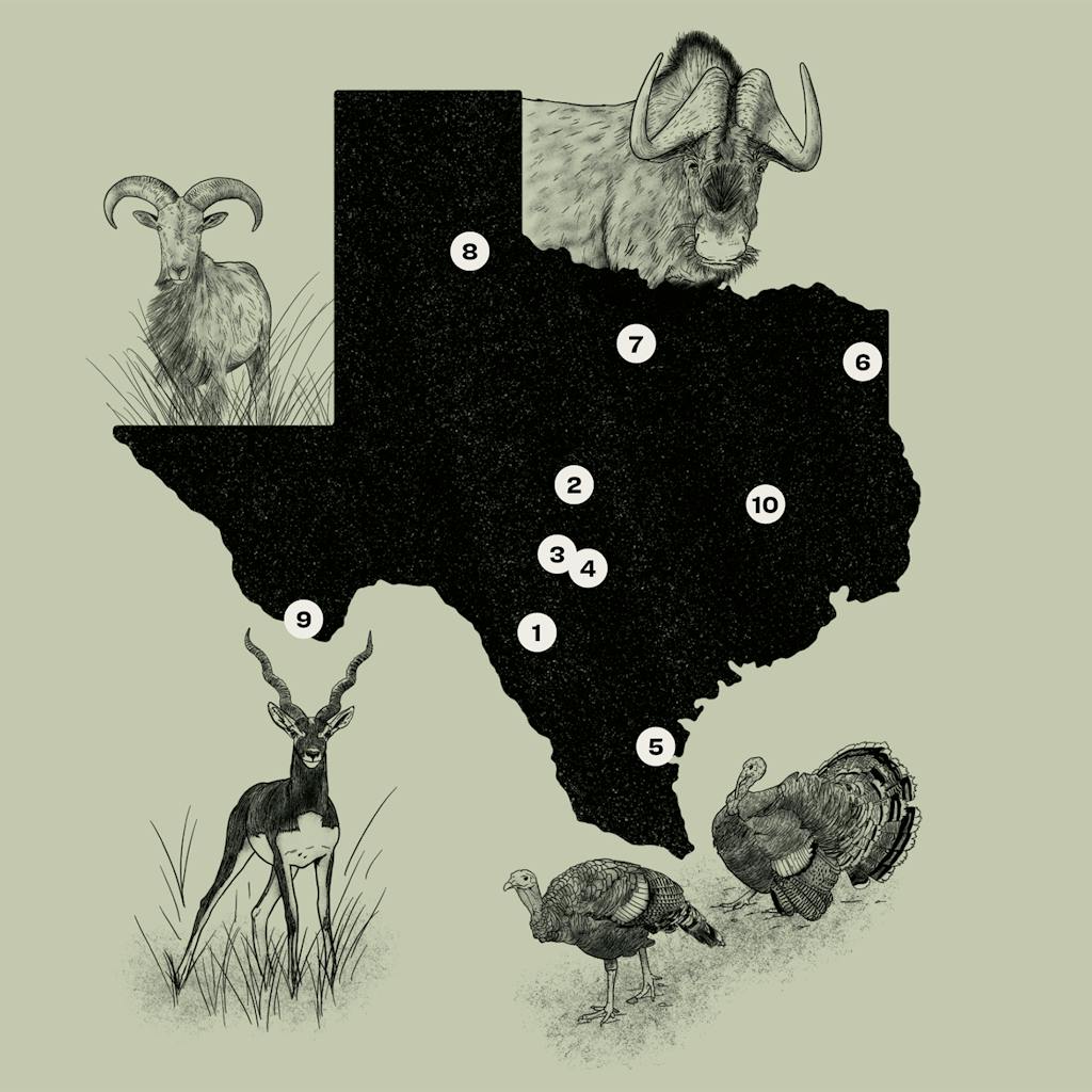 Hunting Ranches In Texas Where to Hunt, or Photograph, Exotic Animals in Texas – Texas Monthly