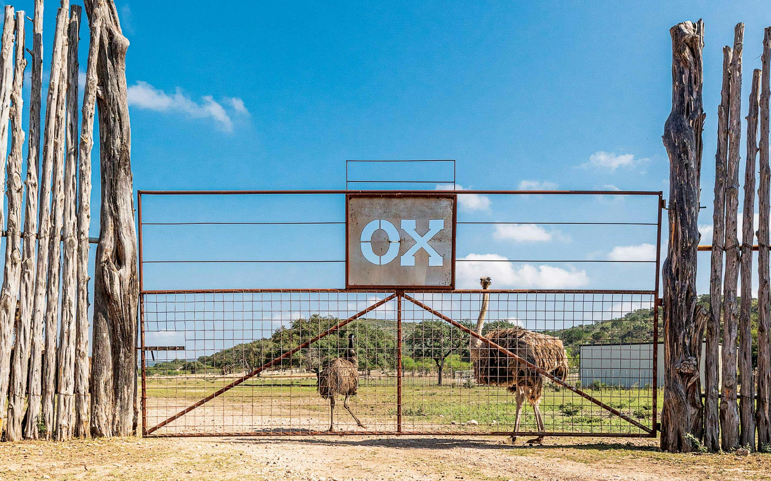 Where To Hunt Or Photograph Exotic Animals In Texas Texas Monthly