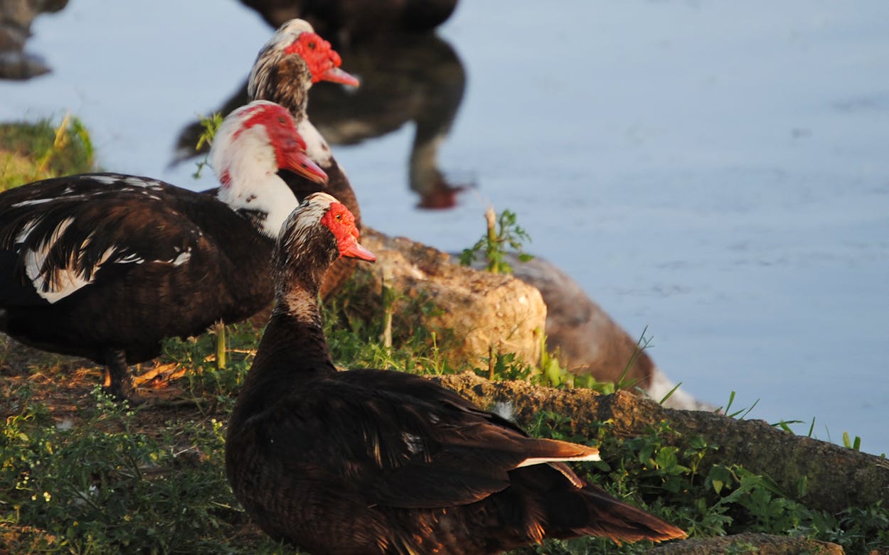 Warty red-faced Muscovy ducks.