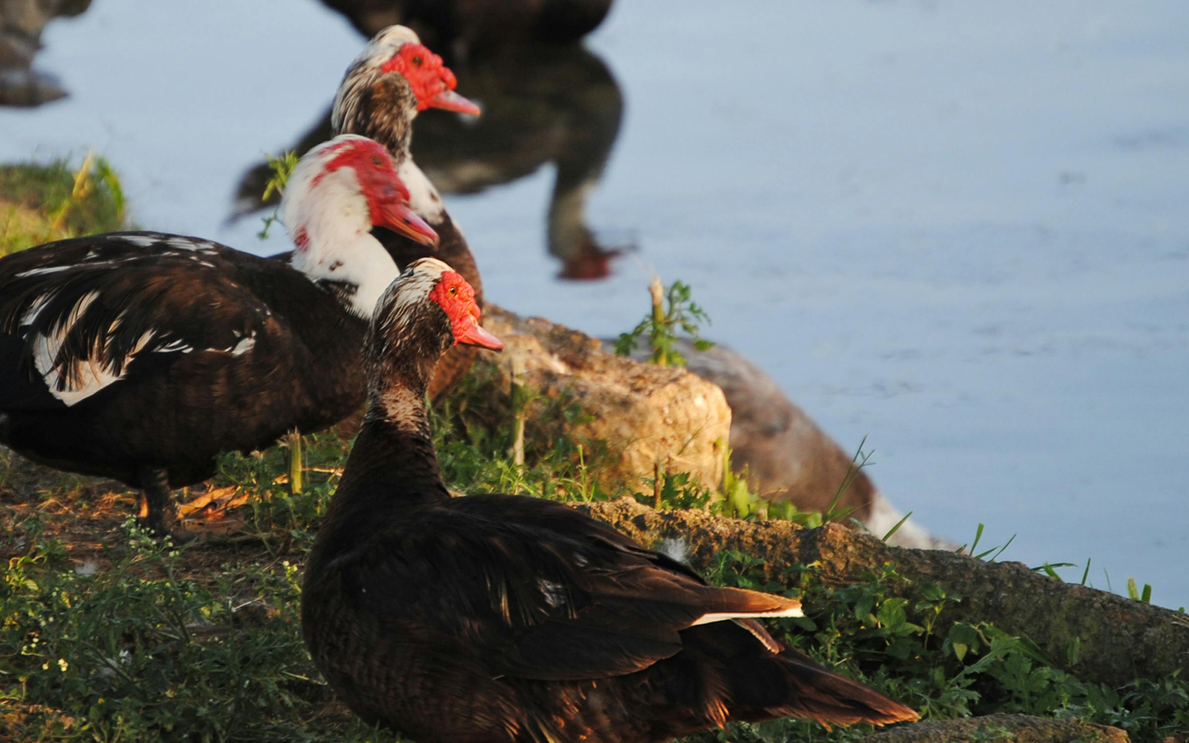 Muscovy Ducks Are Protected in Parts of Texas. A Houston Subdivision Is  Debating Their Slaughter. – Texas Monthly