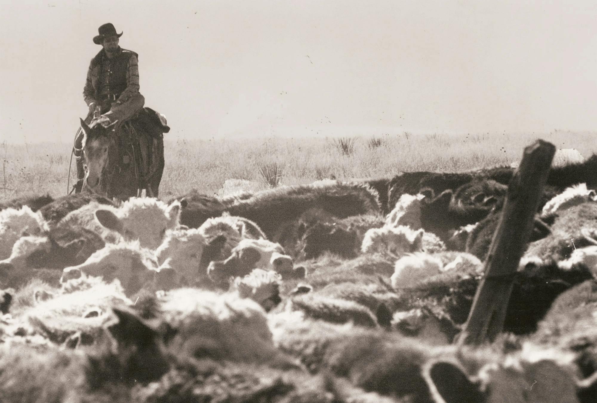 John Erickson herding cattle on horseback. 