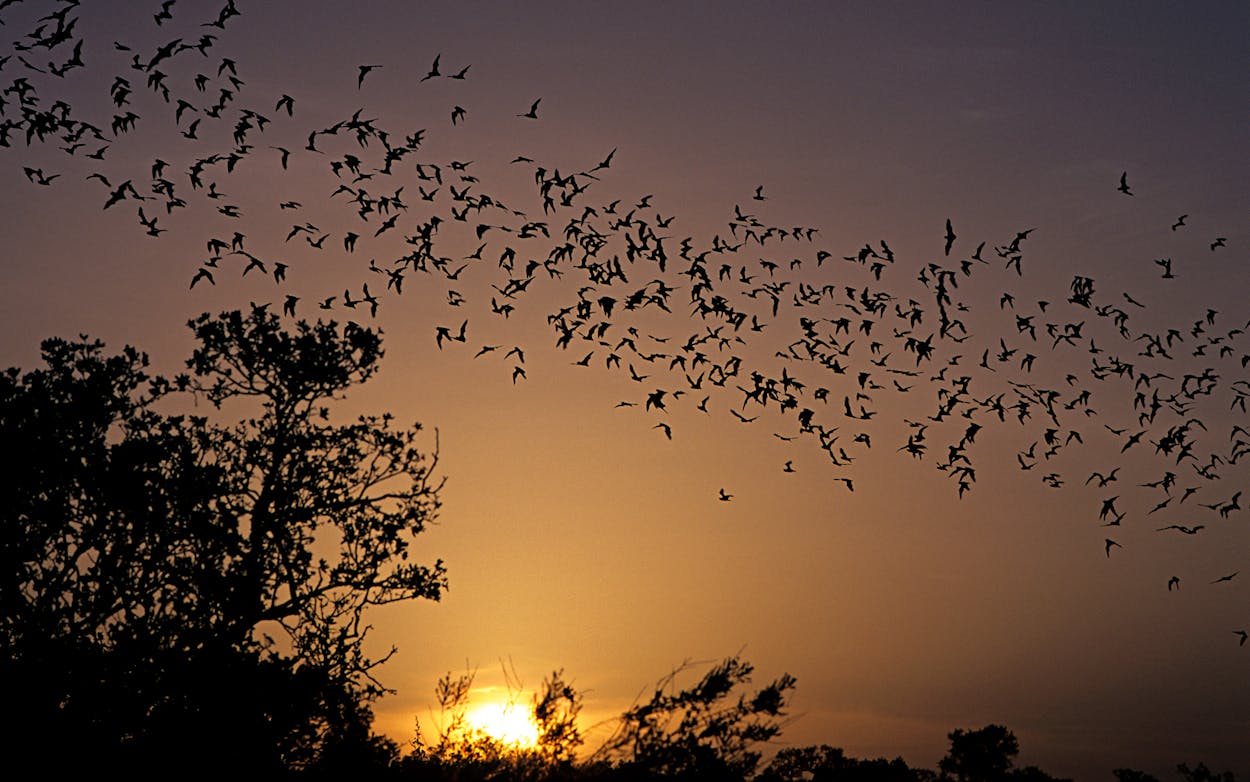 freetail bats in texas