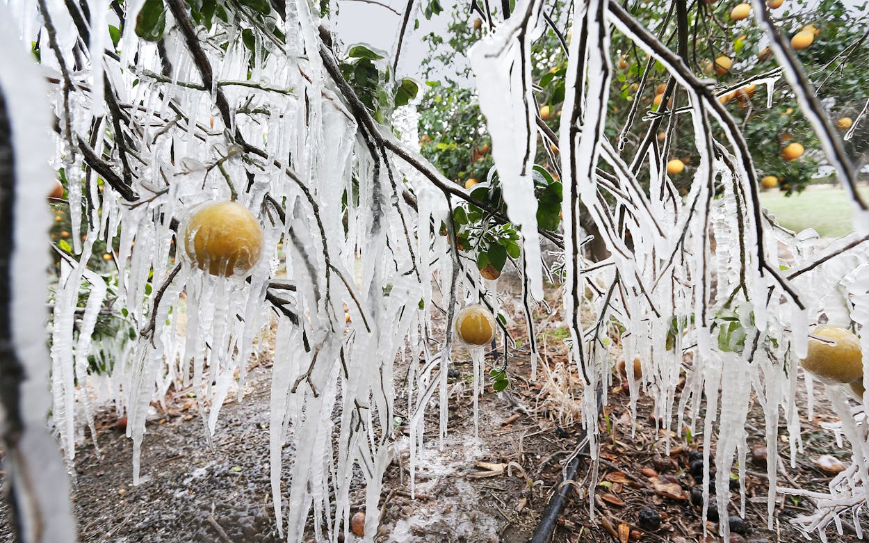Citrus tree covered in icicles after the Texas freeze.