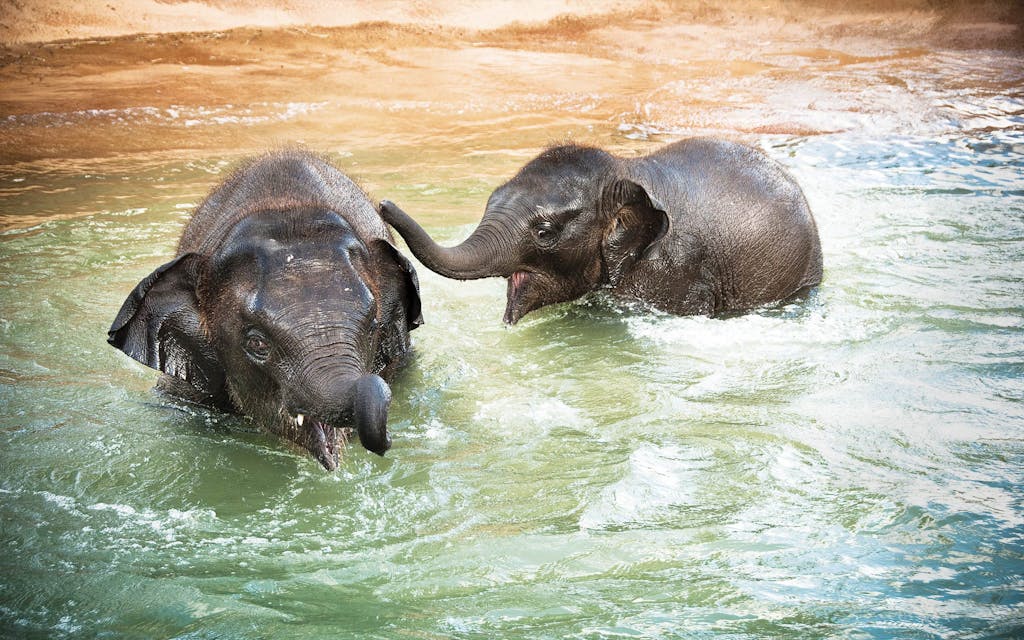 Houston_Zoo-feature-elephants