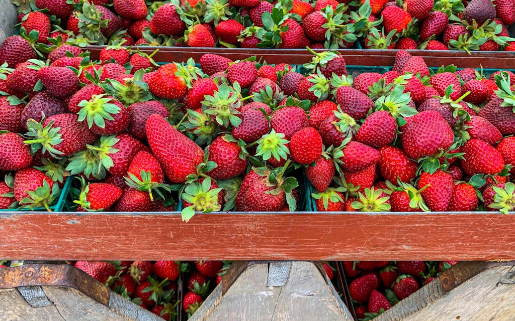 Strawberries are shown piled in carriers before being brought in from the field at K H Farm in Poteet.
