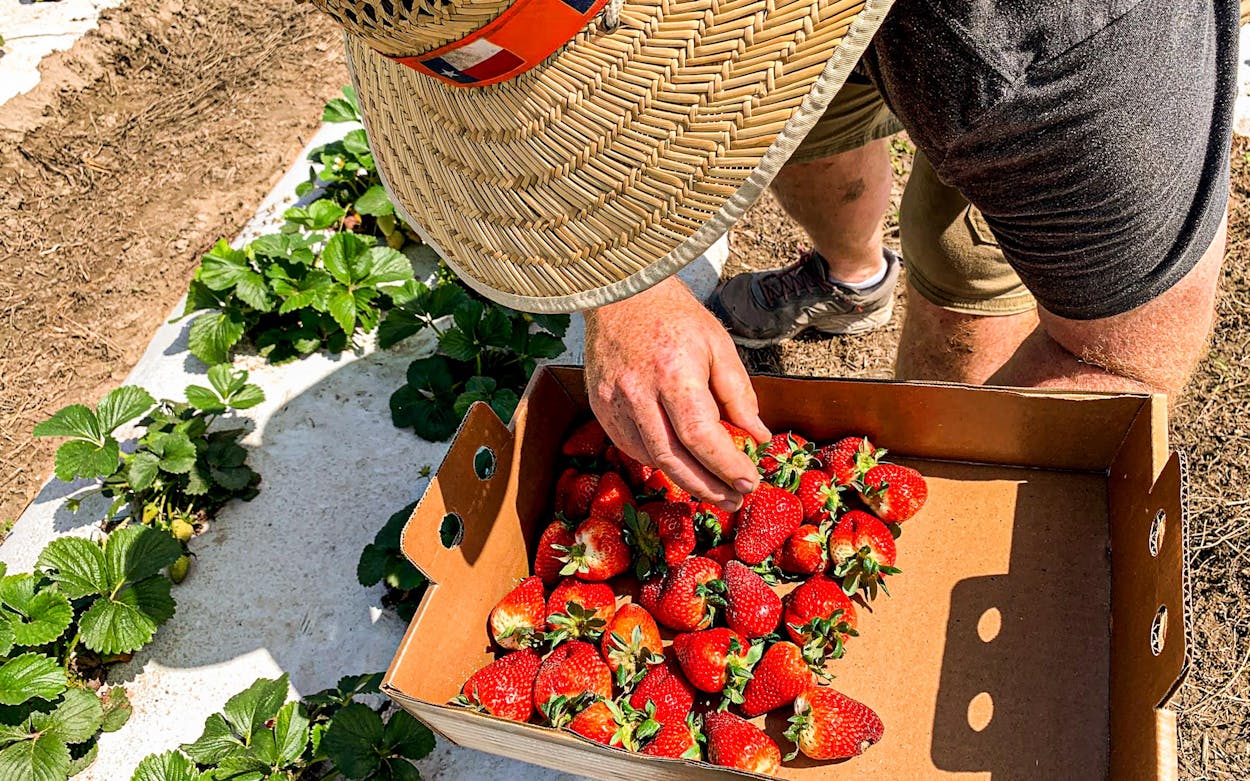 Strawberries being picked at Sweet Eats Fruit Farm in Georgetown.