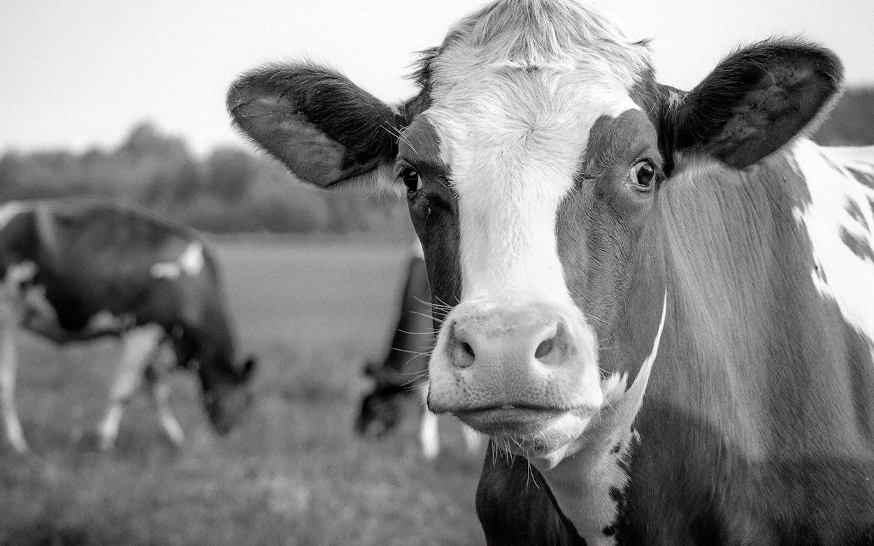 Close-up photo of a cow