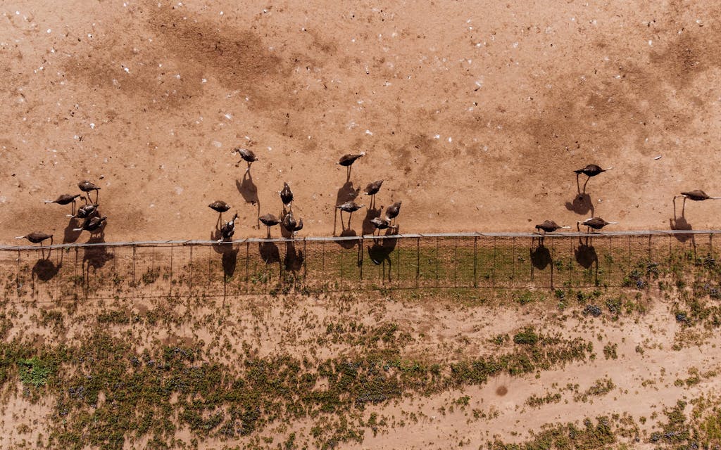 An overhead view of hens at Clark Ostrich Farm in April 2021.