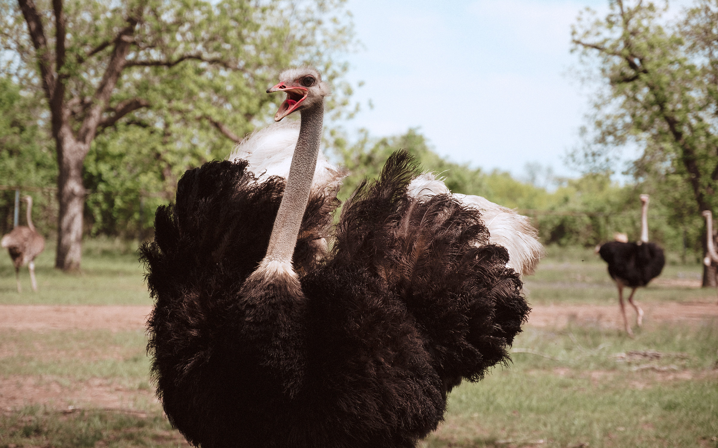 The Rise and Fall (and Rise Again?) of the Texas Ostrich Industry – Texas  Monthly