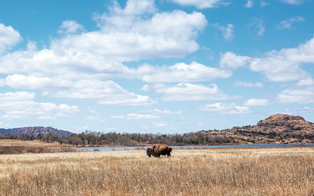 A bison at the refuge on March 25, 2021.