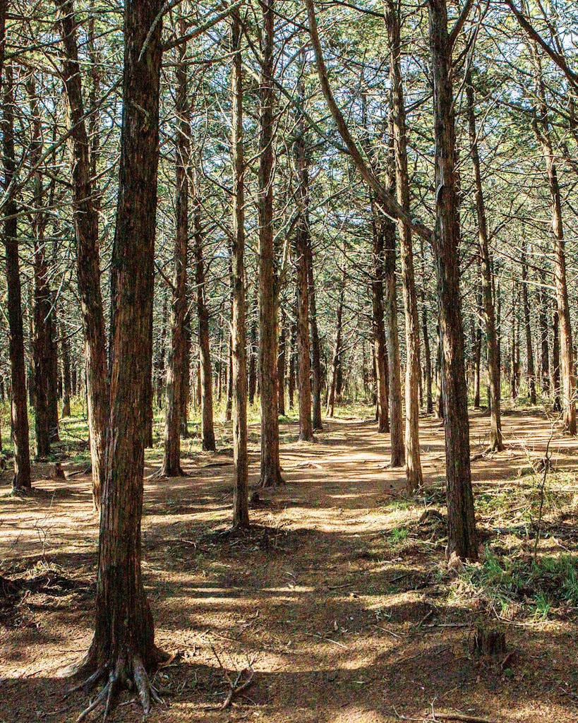 The Parallel Forest, in Oklahoma.
