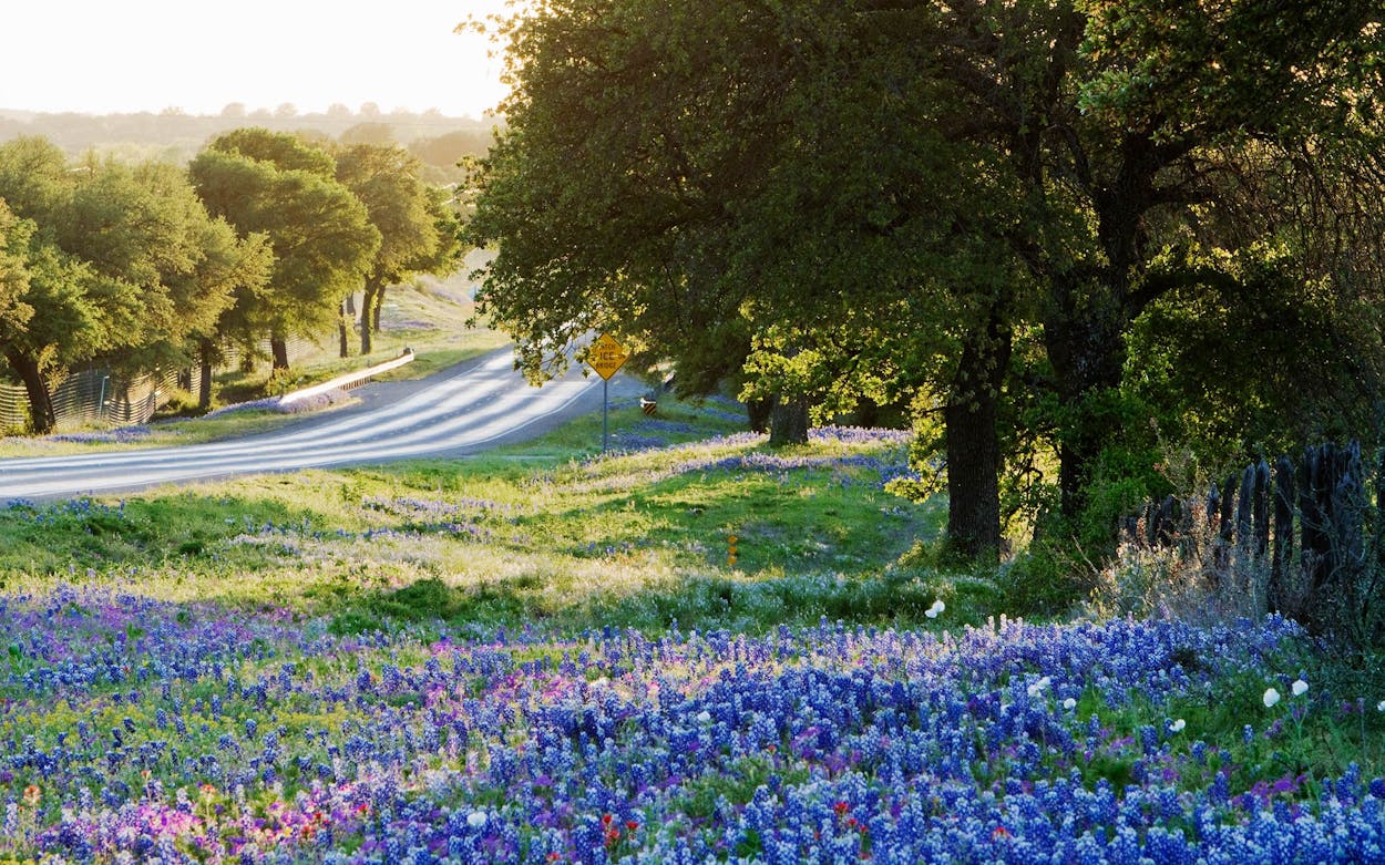 Wildflower drive in Texas