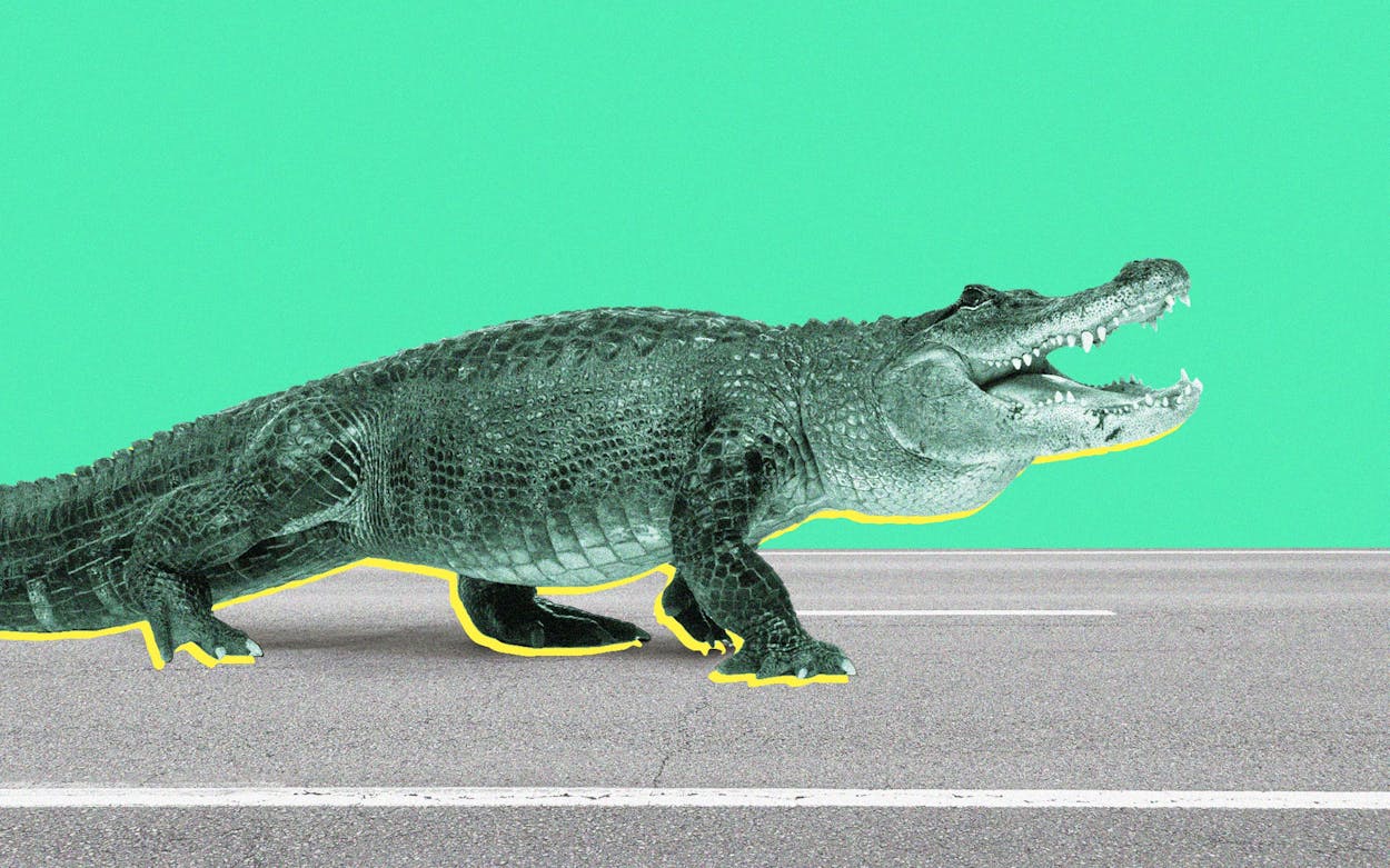 Photo illustration of alligator crossing road