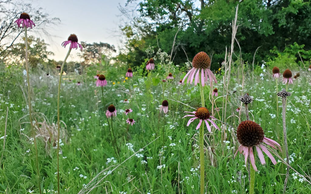 One of the few small populations of the rare Bush’s Cone Flower (Echinacea paradoxa var. neglecta) in Texas, nearly all of which are roadside sites and could be threatened with road widening or other human activities.