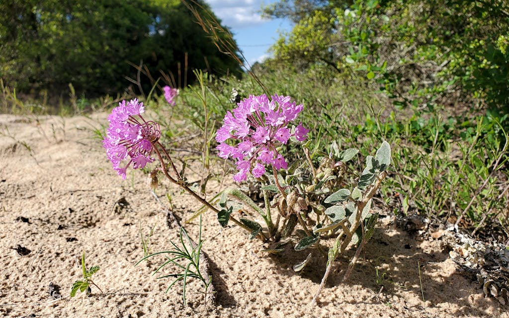 A specialist of open sandy soil, the Sand Verbena is today present at perhaps three remaining sites in east-central Texas and nowhere else in the world.