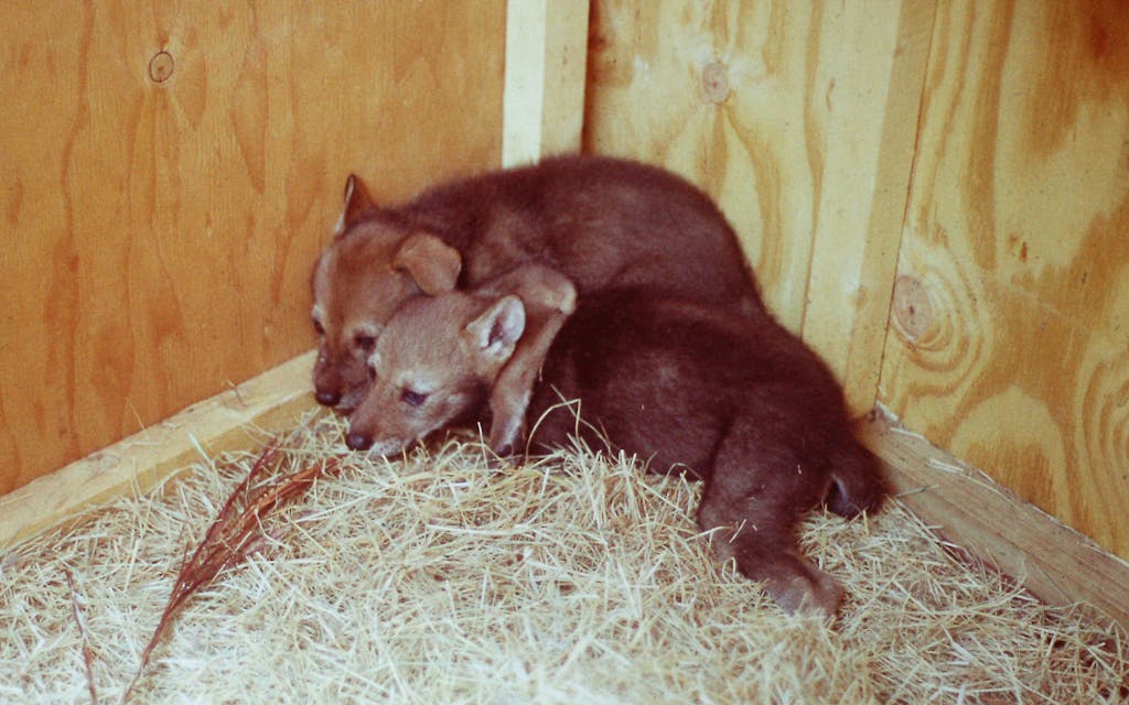 Two red wolf pups. 