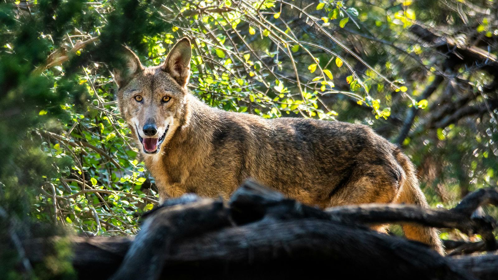 Red Wolf Vs Razorbacks Red Wolf Vs Gray Wolf