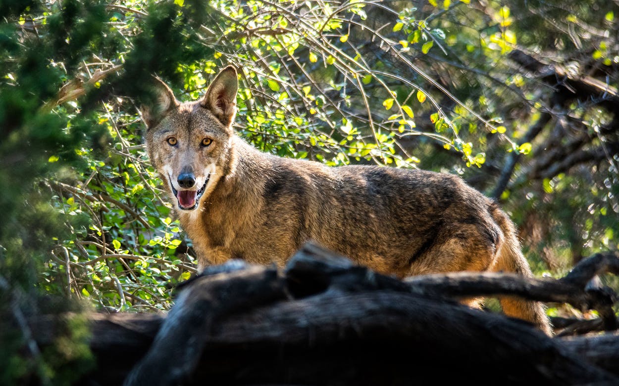 An American red wolf at Fossil Rim Wildlife Center.
