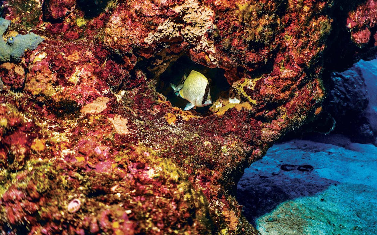 A reef butterfly fish tucked into a crevice in Flower Garden Banks National Marine Sanctuary on June 14, 2021.