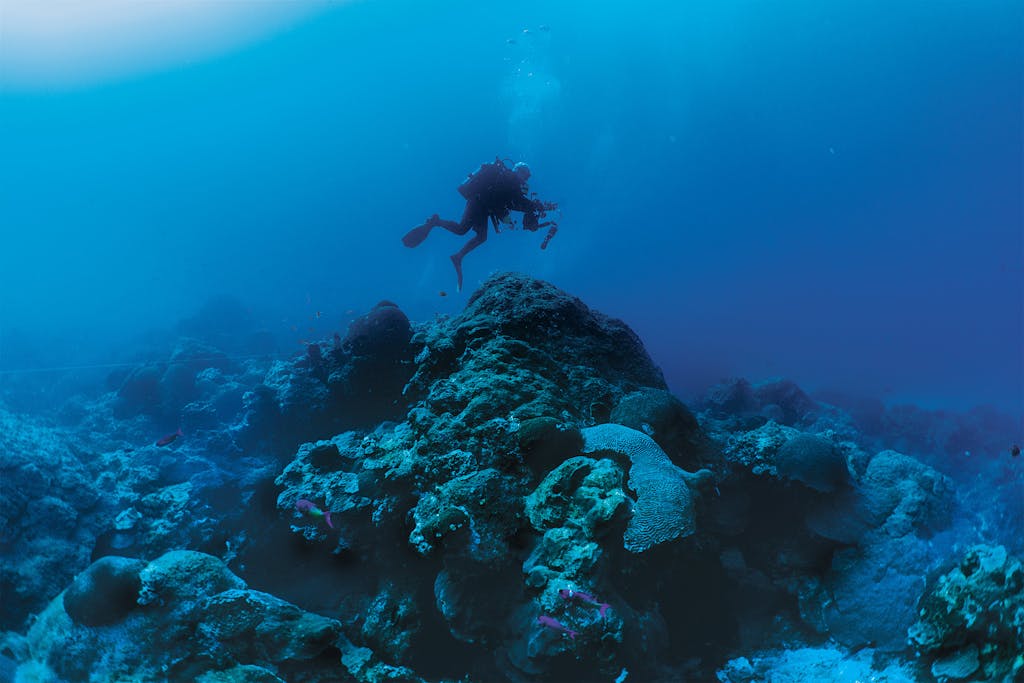 A diver swimming over an ancient coral colony.