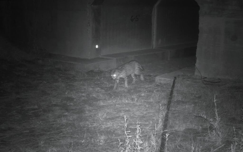 An ocelot emerges from the FM7 West tunnel at 7:03pm on February 18, 2021.