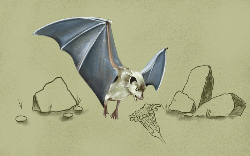 Mexican Long-Nosed Bat