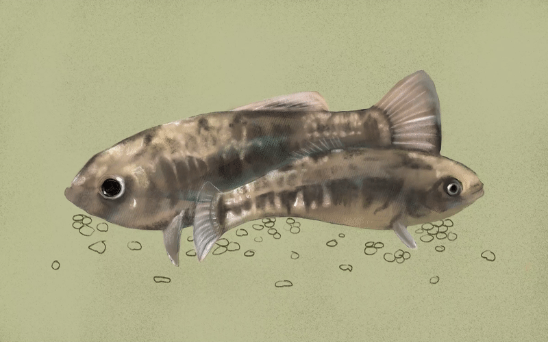 Leon Springs Pupfish