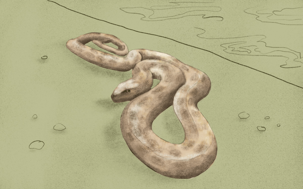 Concho Water Snake
