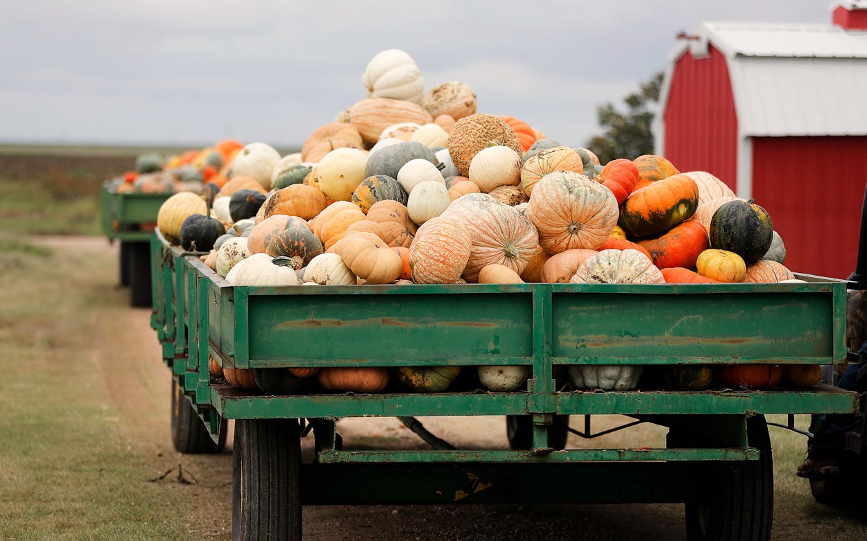 Pumpkin harvest in Texas