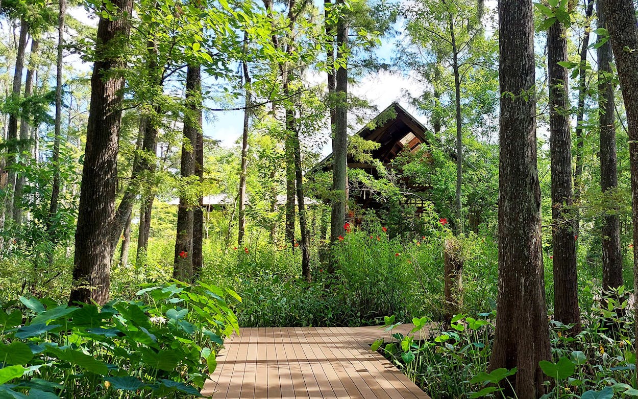 Cypress Tupelo Swamp at Shangri La Botanical Gardens and Nature Center