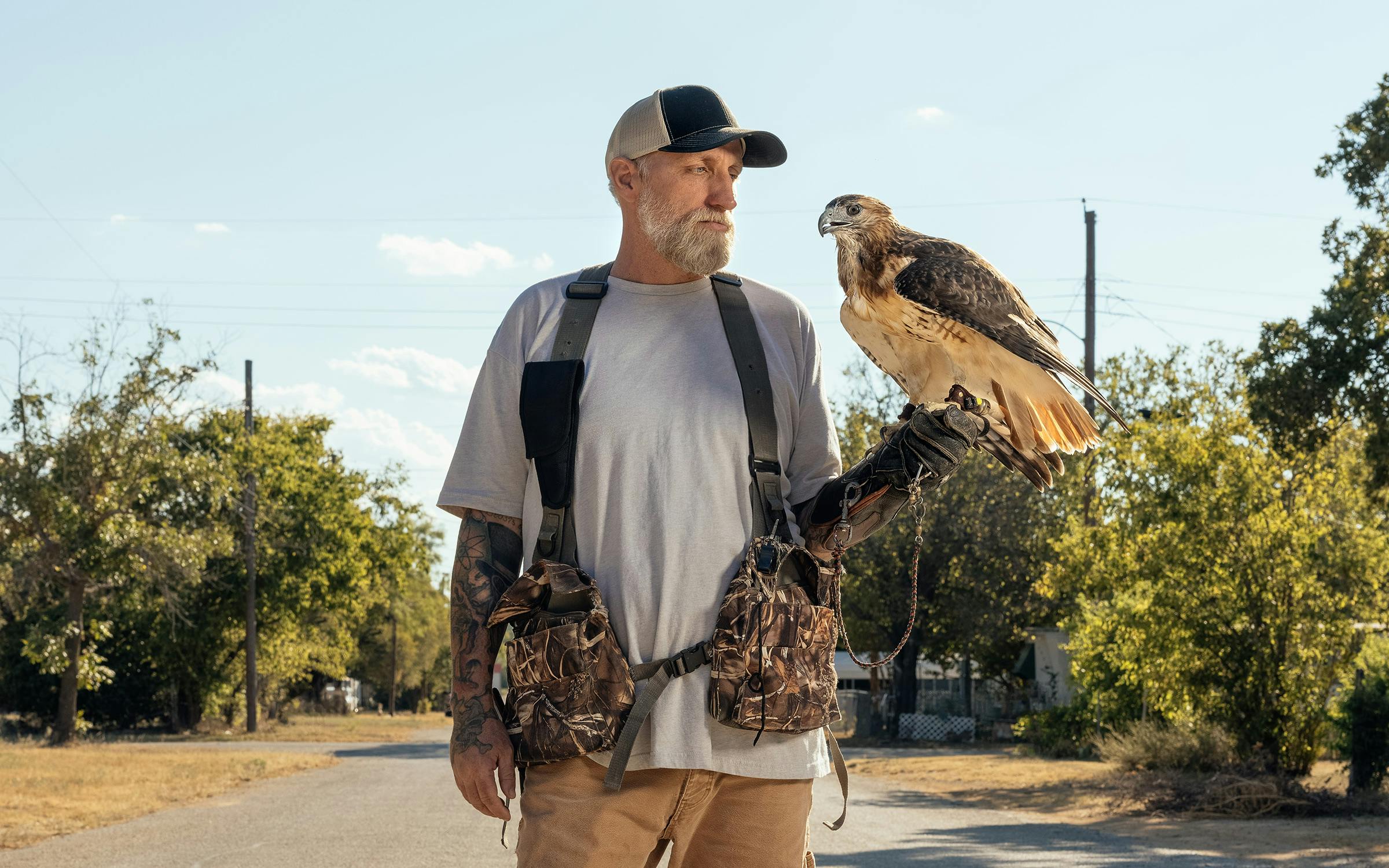 Hawk Hunting Rabbits Red Tailed Hawk Hunting