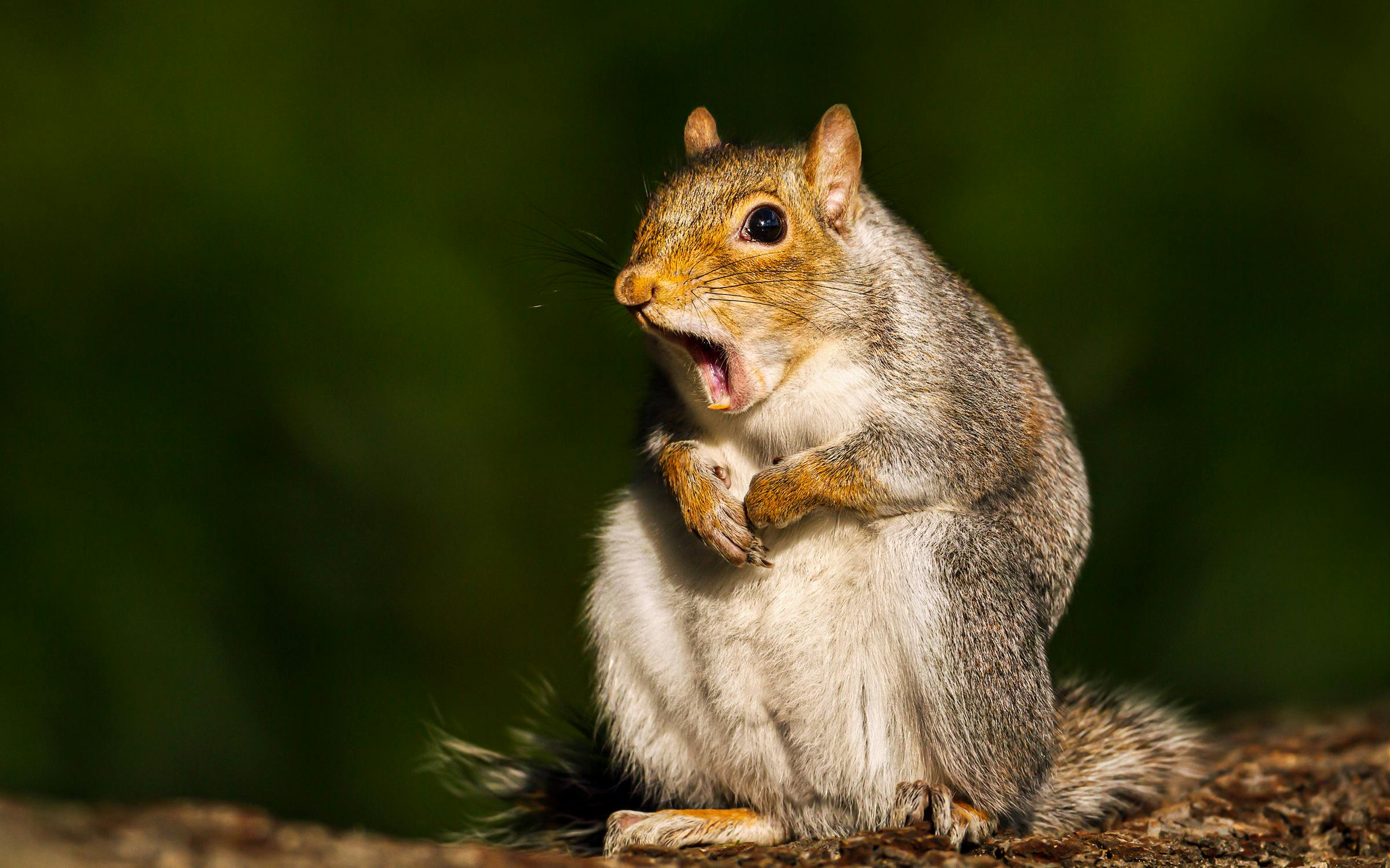 Why Are There So Many Squirrels in Texas This Fall? – Texas Monthly