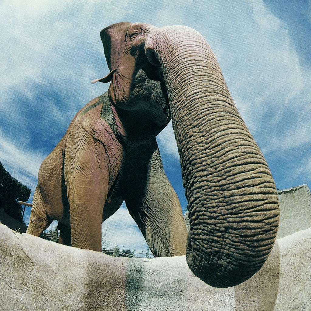 Animal Attractions Mona the Elephant