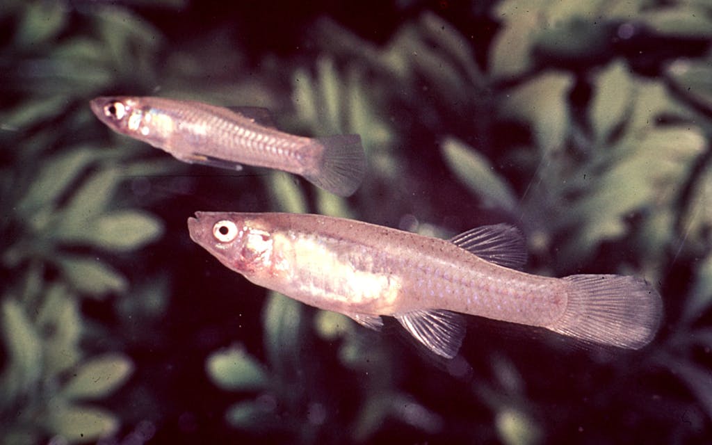 Underwater picture of two small pink fish. 