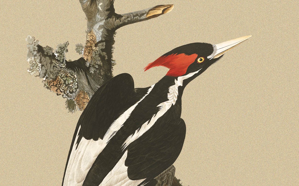Illustration of the ivory-billed woodpecker.
