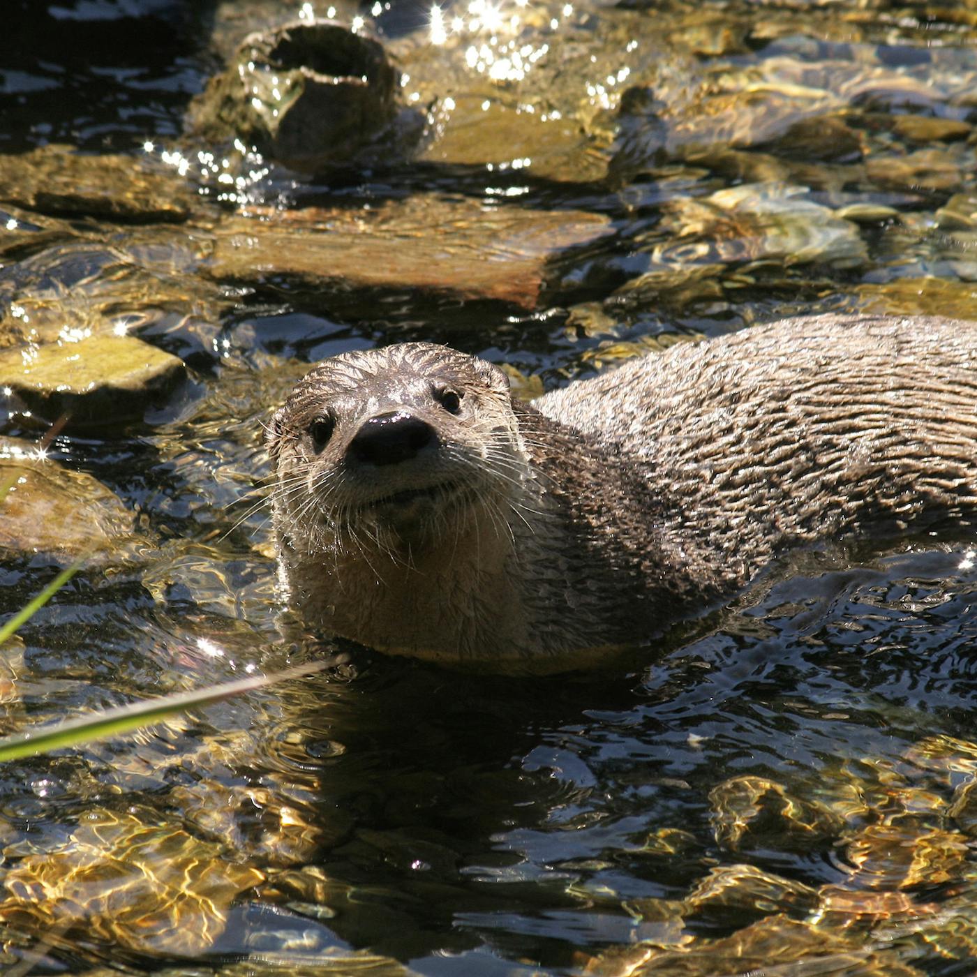 River Otters Are on the Rise in Texas – Texas Monthly